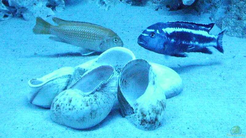 Besatz im Aquarium Malawis im Korallenbecken von PeterH (15)