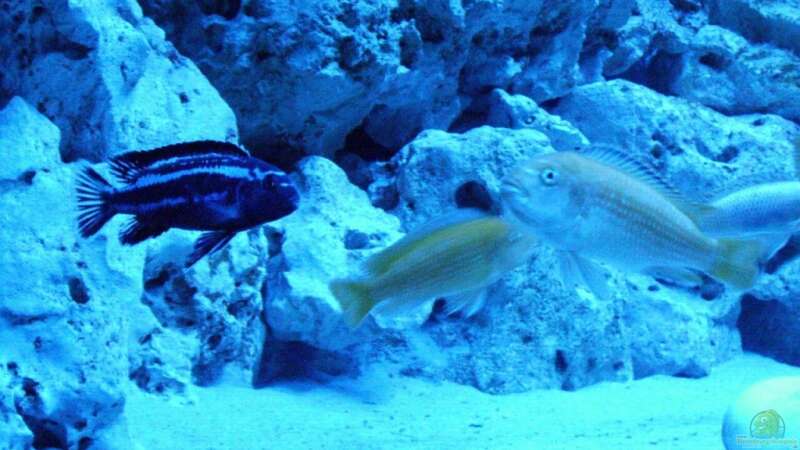 Besatz im Aquarium Malawis im Korallenbecken von PeterH (17)