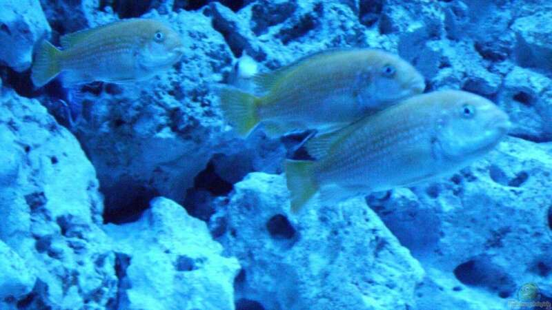 Besatz im Aquarium Malawis im Korallenbecken von PeterH (18)