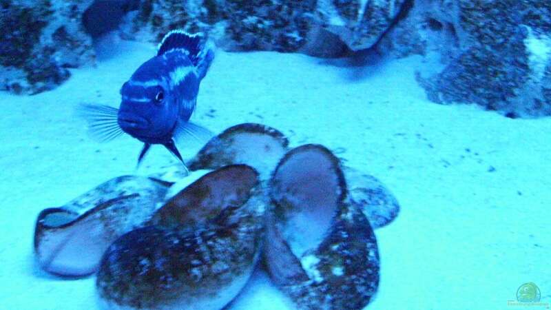 Besatz im Aquarium Malawis im Korallenbecken von PeterH (25)