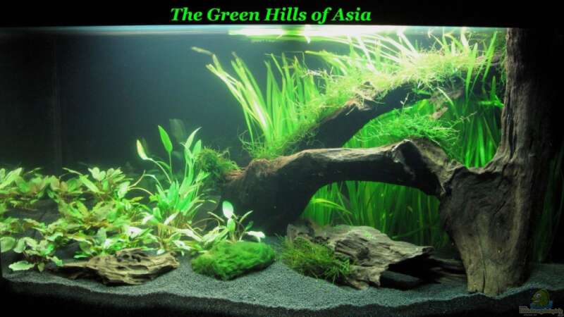 The Green Hills of Asia ist online
