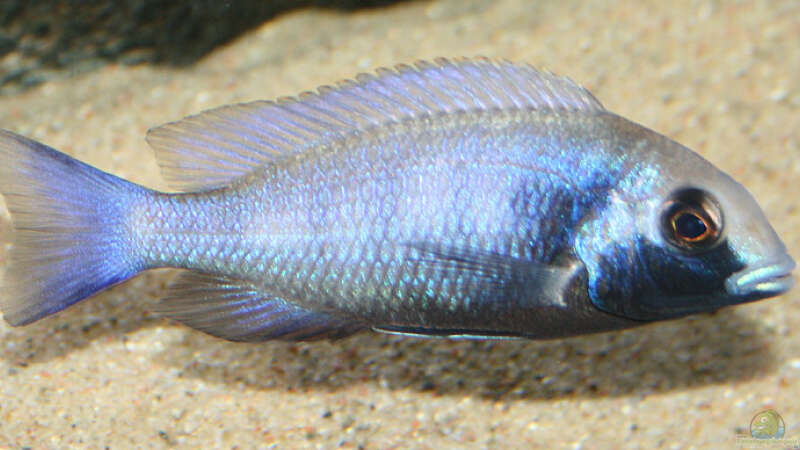 Placidochromis Gisseli, Jungtier von Malte (9)