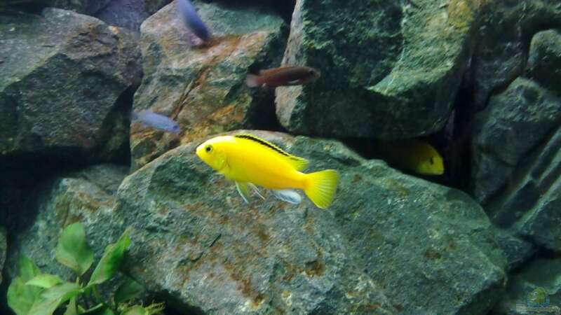 Besatz im Aquarium Mbuna- Juwel Rio 400 von Vision112 (6)