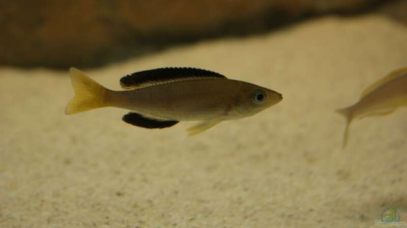Cyprichromis leptosoma ´jumbo´ yellowhead ´kekese´ von AquaElvis (11)