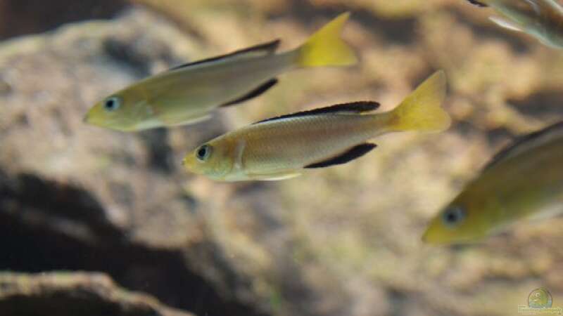 Cyprichromis leptosoma ´jumbo´ yellowhead ´kekese´ von AquaElvis (14)