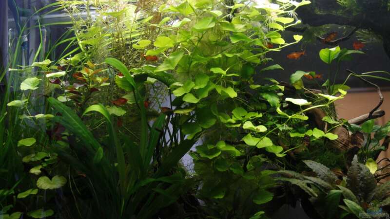 Aquarium Raumteiler von nola46 (11)