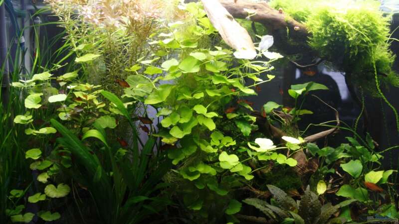 Aquarium Raumteiler von nola46 (13)