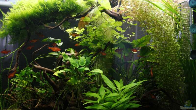 Aquarium Raumteiler von nola46 (9)
