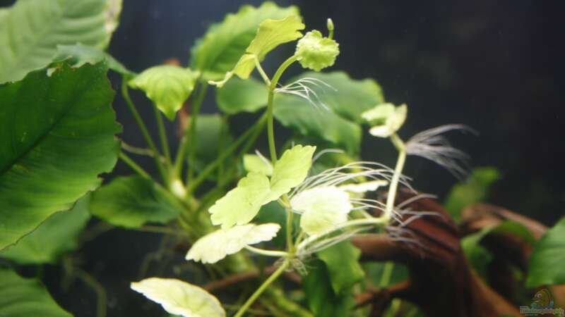 Pflanzen im Aquarium Raumteiler von nola46 (14)