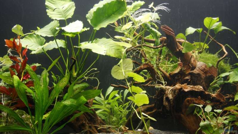 Pflanzen im Aquarium Raumteiler von nola46 (15)