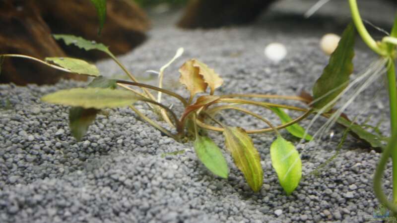 Pflanzen im Aquarium Raumteiler von nola46 (16)