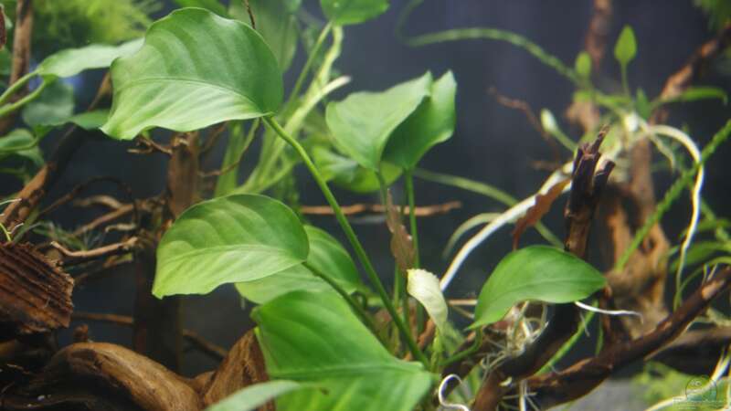 Pflanzen im Aquarium Raumteiler von nola46 (22)