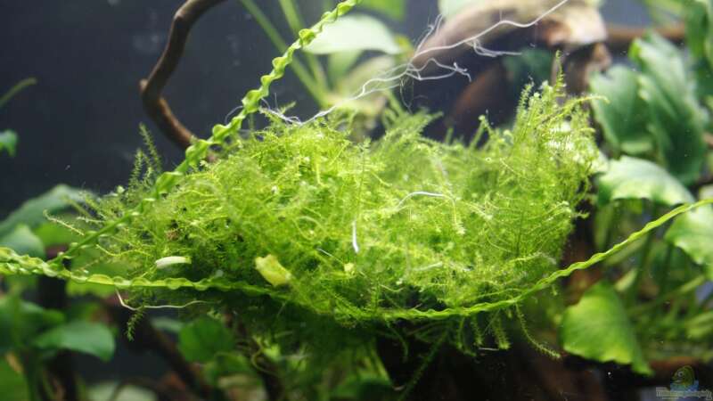 Pflanzen im Aquarium Raumteiler von nola46 (23)