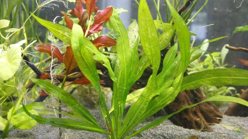 Pflanzen im Aquarium Raumteiler von nola46 (25)