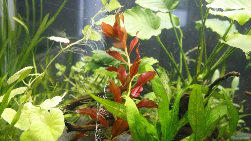 Pflanzen im Aquarium Raumteiler von nola46 (26)