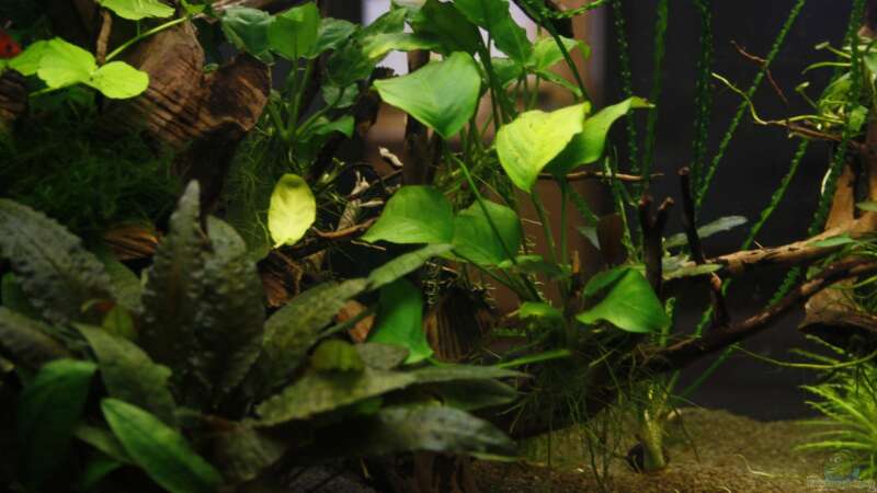 Pflanzen im Aquarium Raumteiler von nola46 (29)
