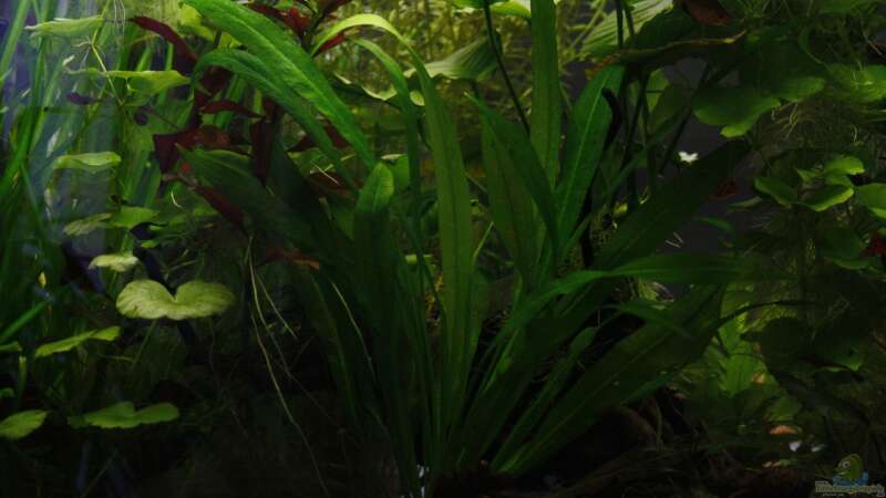 Pflanzen im Aquarium Raumteiler von nola46 (35)
