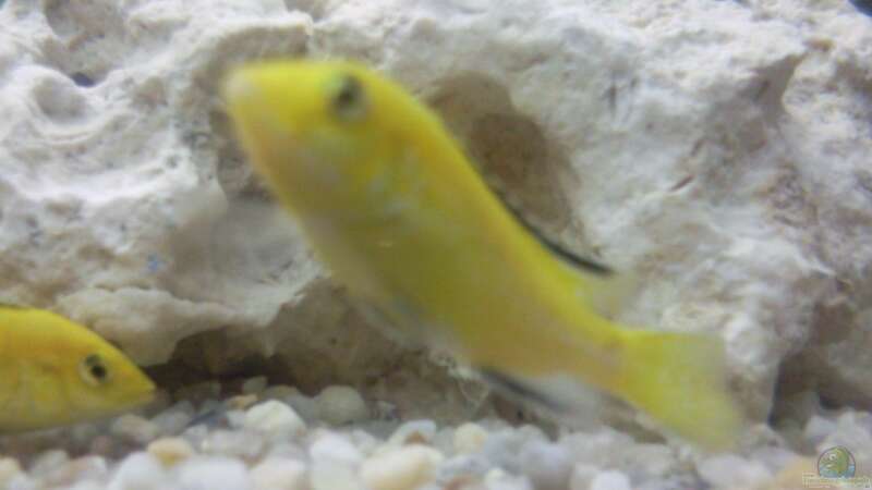 Labidochromis Yellow von Martin Becker (8)