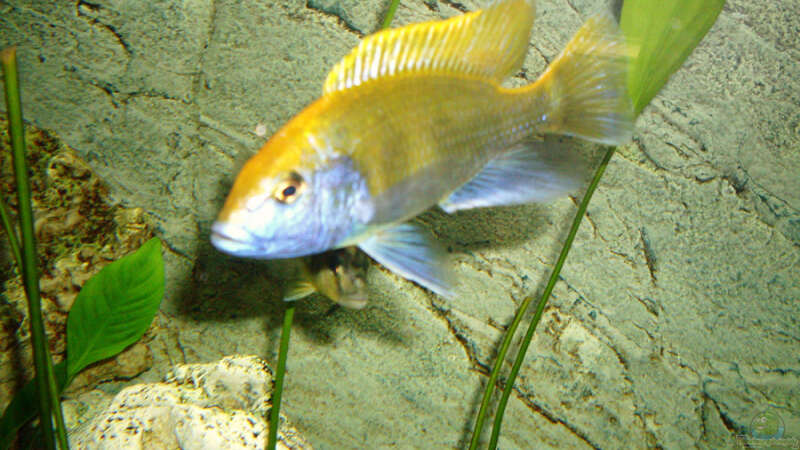 Nimbochromis venustus von nivram (5)