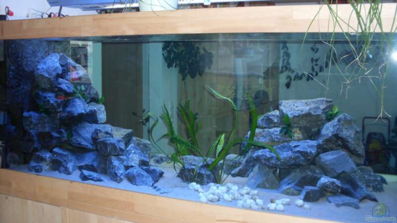 Aquarium Hauptansicht von Neueinrichtung Tanganjika von mattze (1)