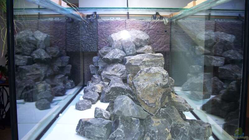 Aquarium Neueinrichtung Tanganjika von mattze (4)