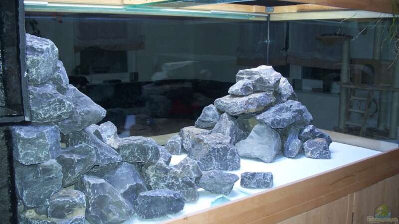 Aquarium Neueinrichtung Tanganjika von mattze (5)