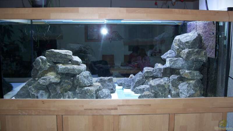 Aquarium Neueinrichtung Tanganjika von mattze (7)