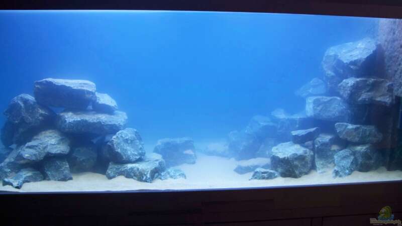 Aquarium Neueinrichtung Tanganjika von mattze (8)
