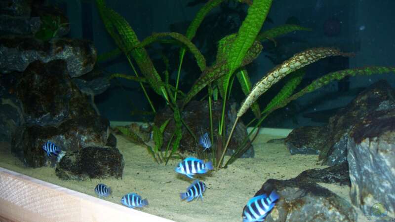 Besatz im Aquarium Neueinrichtung Tanganjika von mattze (12)