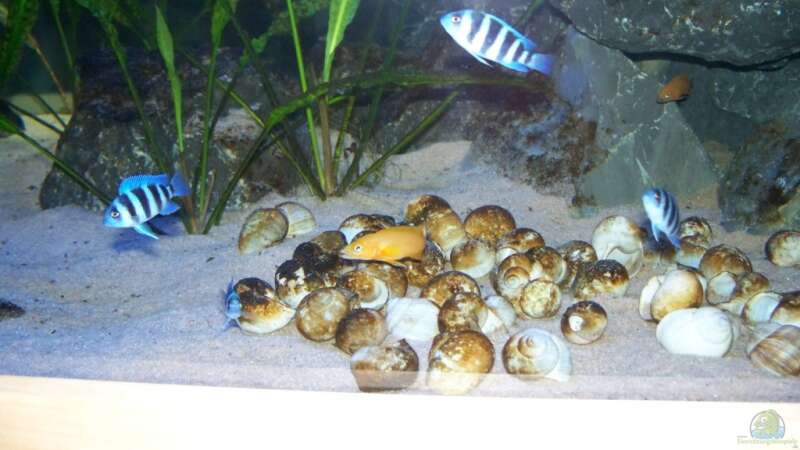 Besatz im Aquarium Neueinrichtung Tanganjika von mattze (14)