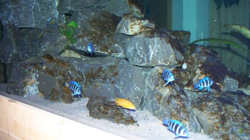 Besatz im Aquarium Neueinrichtung Tanganjika von mattze (16)