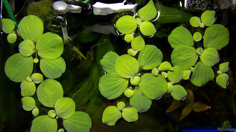 Pflanzen im Aquarium Betta @ Home von Flea78 (2)