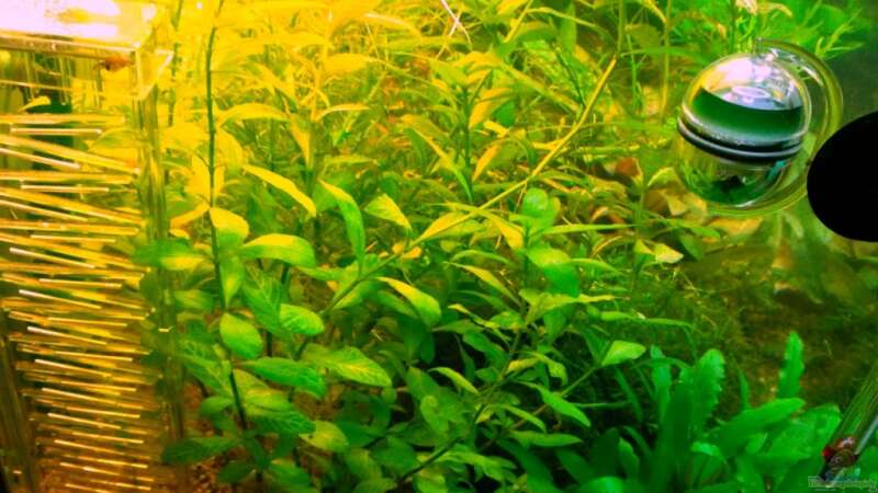 Pflanzen im Aquarium Asia-Becken von more4ce (4)