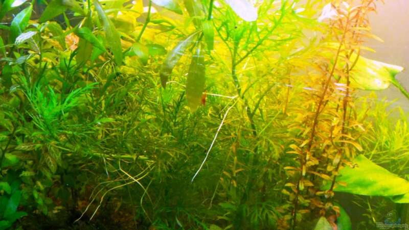 Pflanzen im Aquarium Asia-Becken von more4ce (6)