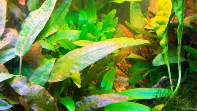 Pflanzen im Aquarium Asia-Becken von more4ce (8)