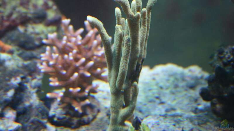 Korallen von Pepe (2)