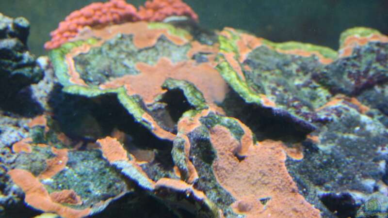 Korallen von Pepe (3)
