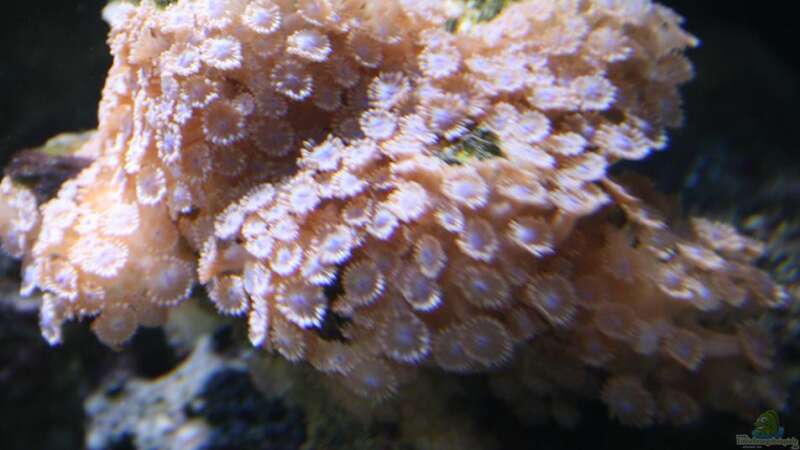 Korallen von Pepe (4)