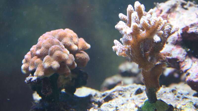 Korallen von Pepe (5)