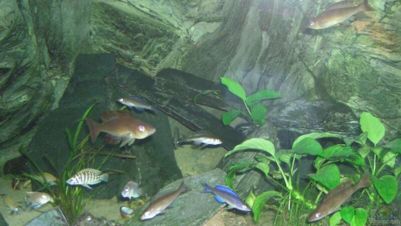 Besatz im Aquarium Tanganjika Tank (aufgelöst) von Padrona (4)