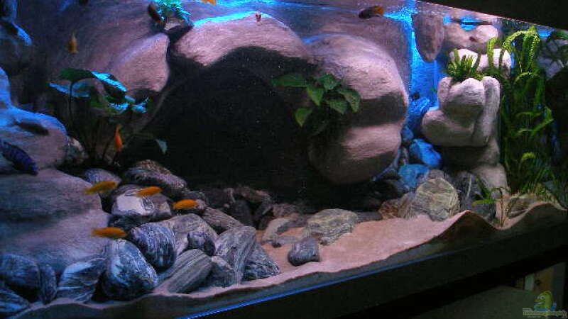 Aquarium 672L Mbuna Becken - nur noch als Beispiel - von Marco O. (19)