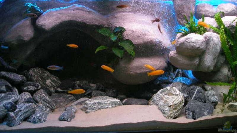 Aquarium 672L Mbuna Becken - nur noch als Beispiel - von Marco O. (4)