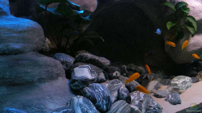 Besatz im Aquarium 672L Mbuna Becken - nur noch als Beispiel - von Marco O. (46)