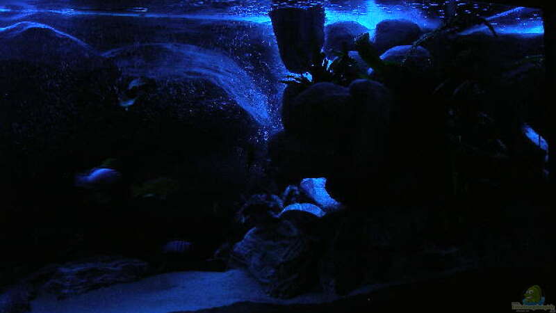 Dekoration im Aquarium 672L Mbuna Becken - nur noch als Beispiel - von Marco O. (29)