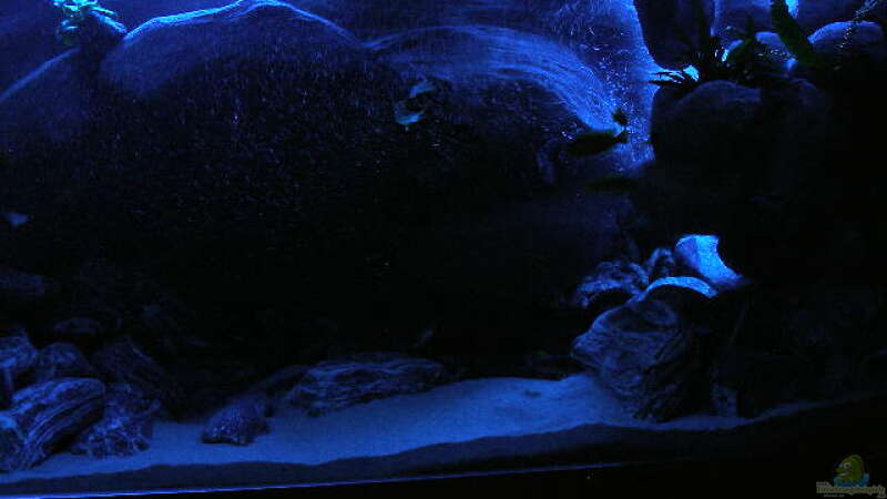 Dekoration im Aquarium 672L Mbuna Becken - nur noch als Beispiel - von Marco O. (31)