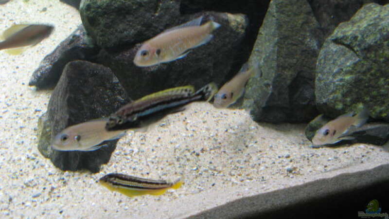 Triglachromis otostigma (+  vorrübergehend hier untergebrachte Melanochromis auratus) von Frank Muth (6)