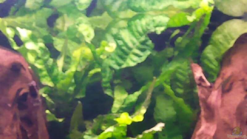 Pflanzen im Aquarium Becken 16025 von Hoase (4)