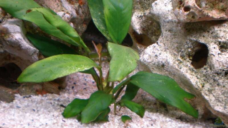 Pflanzen im Aquarium Becken 16030 von icke68 (4)
