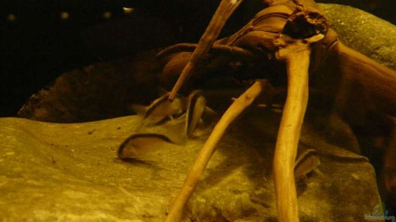Besatz im Aquarium Amazonas- Flussufer (aufgelöst) von Zigermandli (24)