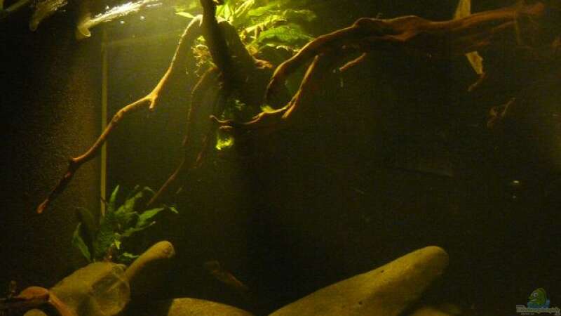 Dekoration im Aquarium Amazonas- Flussufer (aufgelöst) von Zigermandli (4)